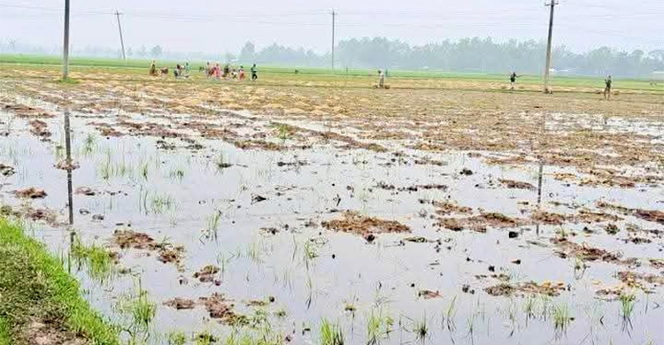 গাইবান্ধায় বৃষ্টিতে তলিয়ে গেছে আলুক্ষেত, দুশ্চিন্তায় চাষিরা