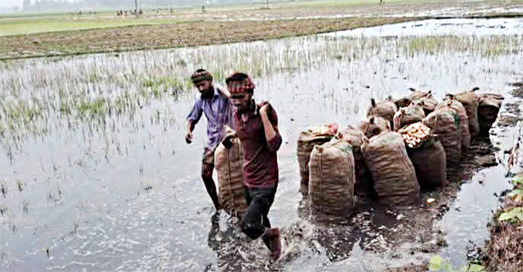 গাইবান্ধায় বৃষ্টিতে তলিয়ে গেছে আলুক্ষেত, দুশ্চিন্তায় চাষিরা
