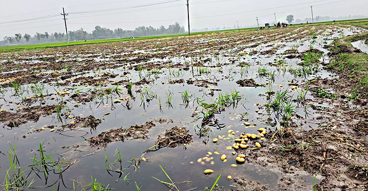 গাইবান্ধায় বৃষ্টিতে তলিয়ে গেছে আলুক্ষেত, দুশ্চিন্তায় চাষিরা