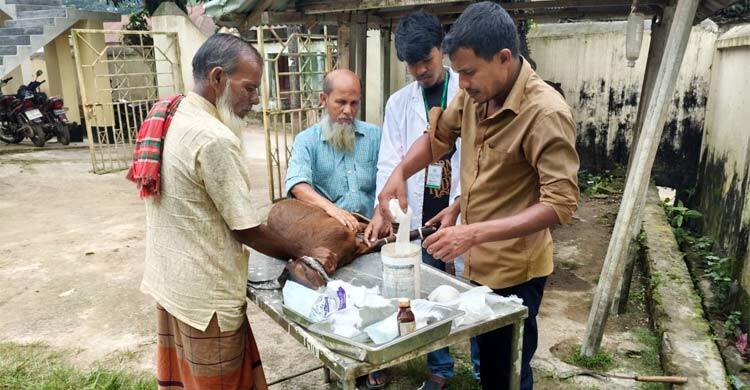 গাইবান্ধায় ‘তথ্য গোপনে’ ছড়াচ্ছে অ্যানথ্রাক্স