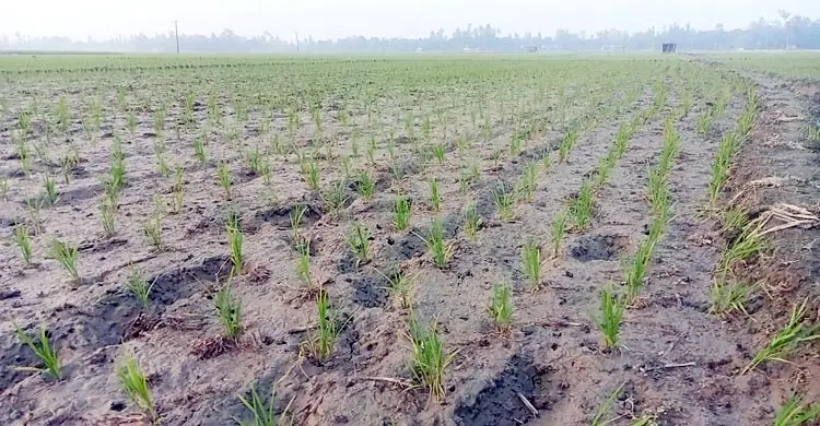 চার সেচপাম্পে বিদ্যুৎ বিচ্ছিন্ন, শত বিঘা জমির বোরো আবাদে অনিশ্চয়তা