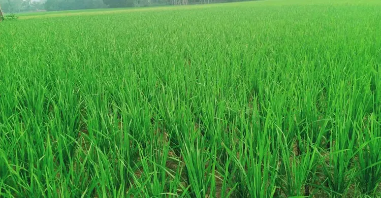 তেল সংকটে সেচ না পেয়ে হতাশায় কৃষক