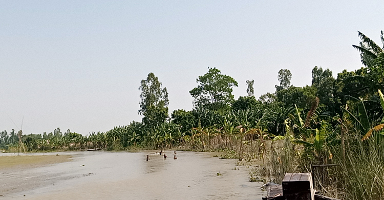 কলাগাছ, বিন্না আর ঢোলকলমি লাগিয়ে তিস্তার ভাঙন রোধ