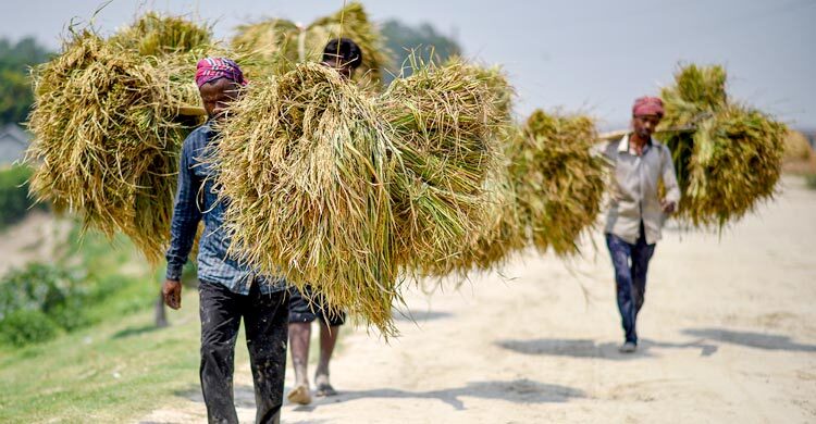 ধান ঘরে তোলা নিয়ে দুশ্চিন্তায় গাইবান্ধার কৃষক