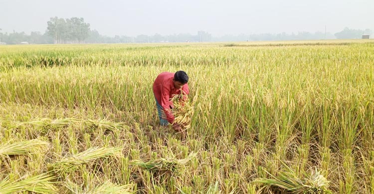 ধান ঘরে তোলা নিয়ে দুশ্চিন্তায় গাইবান্ধার কৃষক