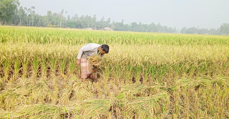 ধান ঘরে তোলা নিয়ে দুশ্চিন্তায় গাইবান্ধার কৃষক