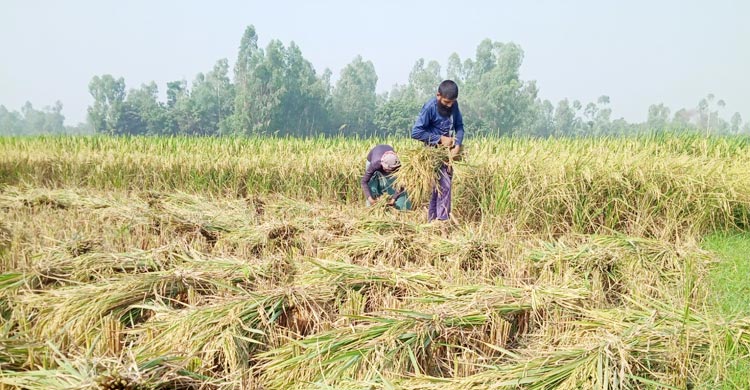 ধান ঘরে তোলা নিয়ে দুশ্চিন্তায় গাইবান্ধার কৃষক