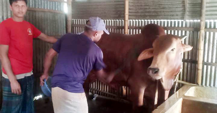 হাট কাঁপাতে প্রস্তুত ১৮ মণের ‘লাল বাদশা’