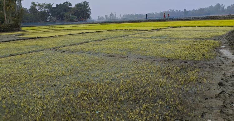 গাইবান্ধায় তীব্র শীত-কুয়াশায় নষ্ট হচ্ছে বীজতলা
