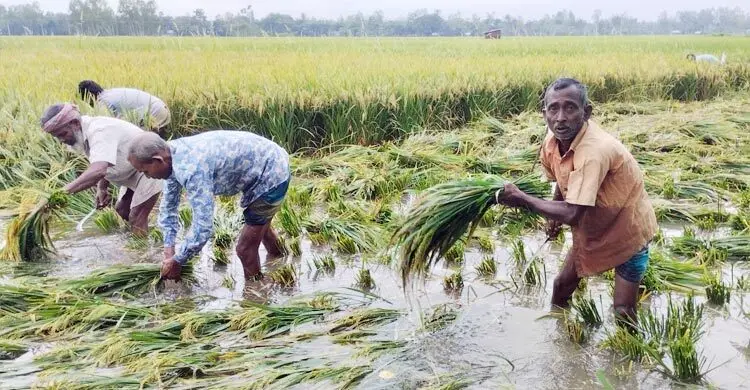 গাইবান্ধায় বৃষ্টিতে তলিয়ে যাচ্ছে ধানের ক্ষেত