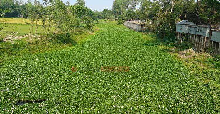 যৌবন হারিয়েছে আগেই, এখন প্রাণ যায় যায় অবস্থা আলাই নদীর