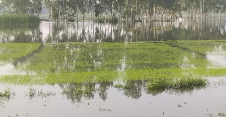 পানির নিচে বীজতলা, হুমকির মুখে আমন উৎপাদন