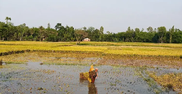 ঝড়-বৃষ্টি ও কম দামে ধান নিয়ে হতাশ গাইবান্ধার কৃষকেরা