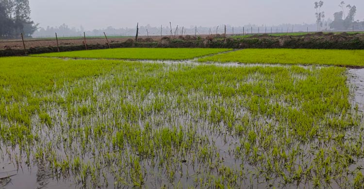 গাইবান্ধায় তীব্র শীত-কুয়াশায় নষ্ট হচ্ছে বীজতলা