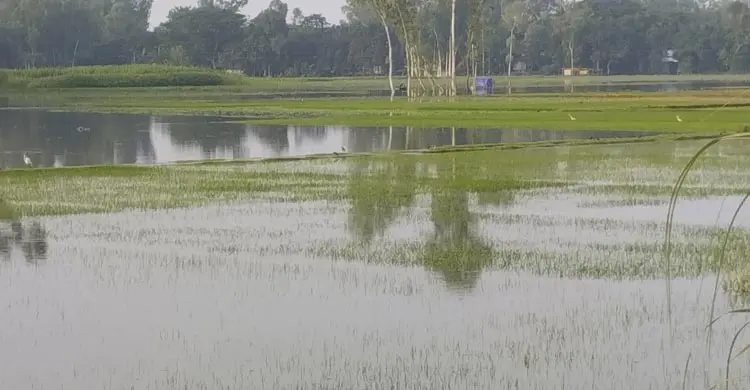 পানির নিচে বীজতলা, হুমকির মুখে আমন উৎপাদন
