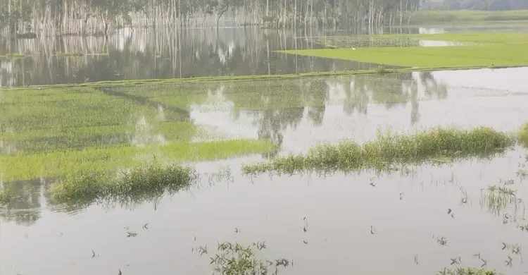পানির নিচে বীজতলা, হুমকির মুখে আমন উৎপাদন