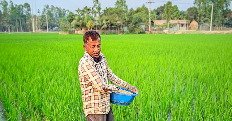 সার সিন্ডিকেটের কাছে অসহায় কৃষক, বাড়ছে উৎপাদন খরচ