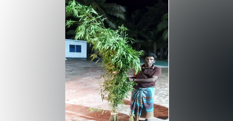 গাঁজা গাছ পরিচর্যা করে ঠাঁই হলো কারাগারে