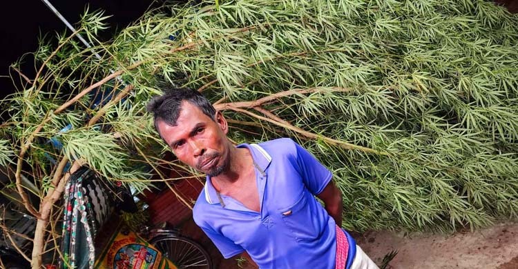বাড়ির আঙিনায় ১০ ফুট উচ্চতার গাঁজার গাছ, যুবক গ্রেফতার