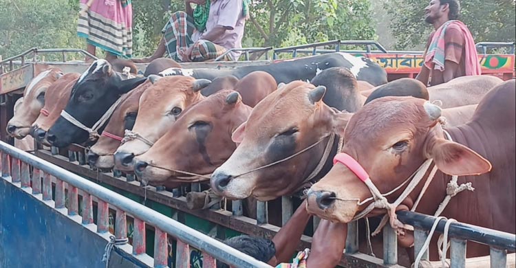 মেহেরপুরে জমে উঠেছে কোরবানির পশুর হাট