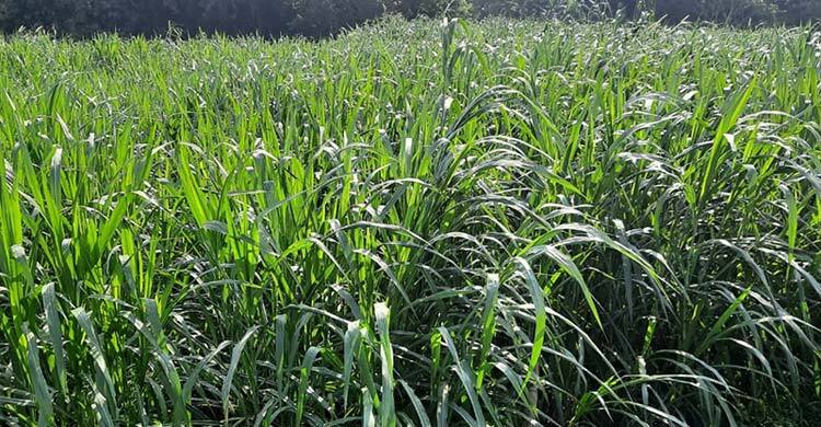 Now they want embarking on a grass-growing mission abroad