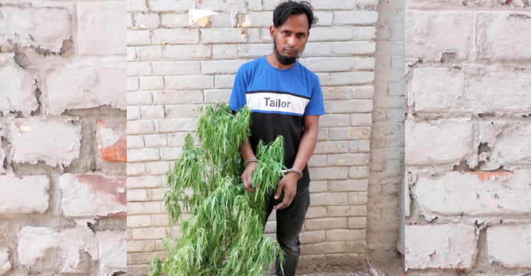 বাড়ির ছাদে গাঁজা চাষ করে কারাগারে যুবক