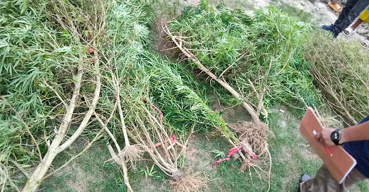 ১৬ গাঁজা গাছসহ সাবেক মেম্বারের স্ত্রী গ্রেফতার