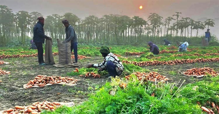 মানিকগঞ্জে ৯০ কোটি টাকার গাজর বিক্রির সম্ভাবনা