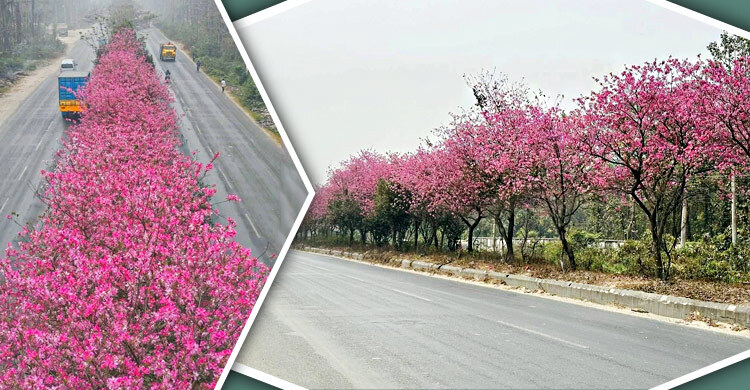 ভাওয়ালের বনের বুকচিরে রঙিন ফুলে সাজানো মহাসড়ক