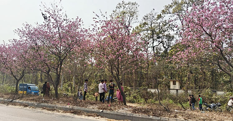 ভাওয়ালের বনের বুকচিরে রঙিন ফুলে সাজানো মহাসড়ক