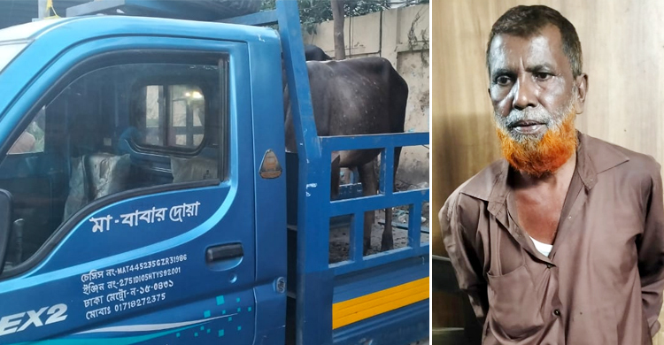 গাজীপুরে চুরি করা গরু নিয়ে পালানোর সময় আটক ২