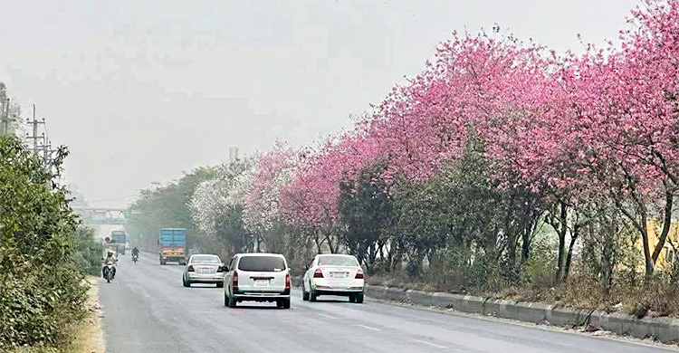 ভাওয়ালের বনের বুকচিরে রঙিন ফুলে সাজানো মহাসড়ক