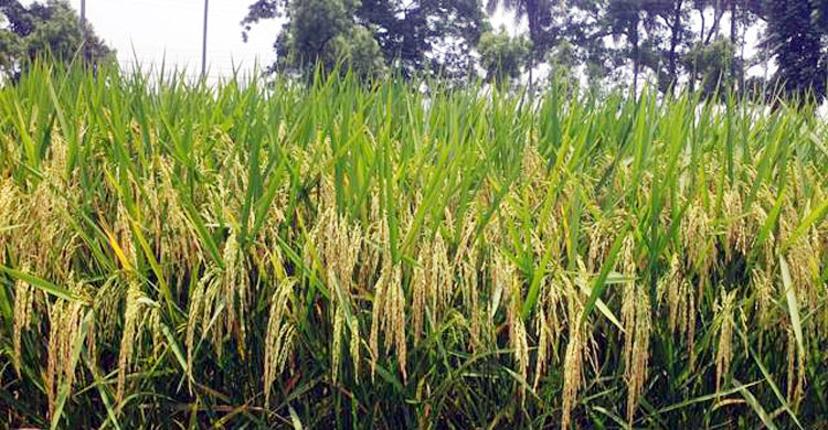 আরও ৩ জাত উদ্ভাবন করলো ধান গবেষণা ইনস্টটিউিট