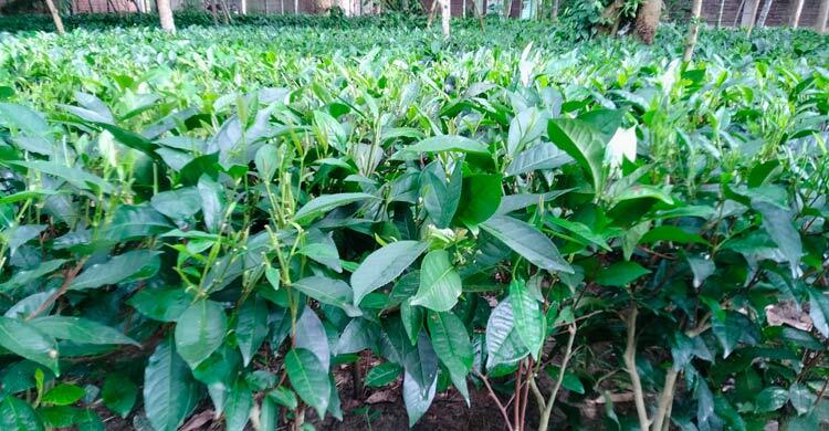 গাজীপুরে চা বাগান করে চমকে দিয়েছেন শিক্ষক লুৎফর রহমান