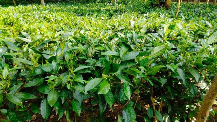 গাজীপুরে চা বাগান করে চমকে দিয়েছেন শিক্ষক লুৎফর রহমান