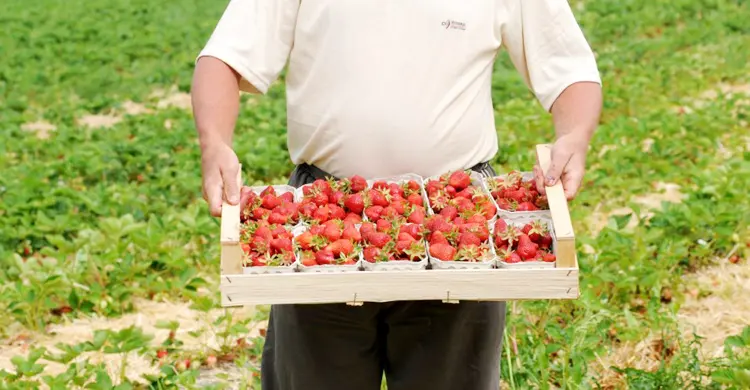 জার্মানিতে মৌসুমি কর্মী হিসেবে আসবেন যেভাবে
