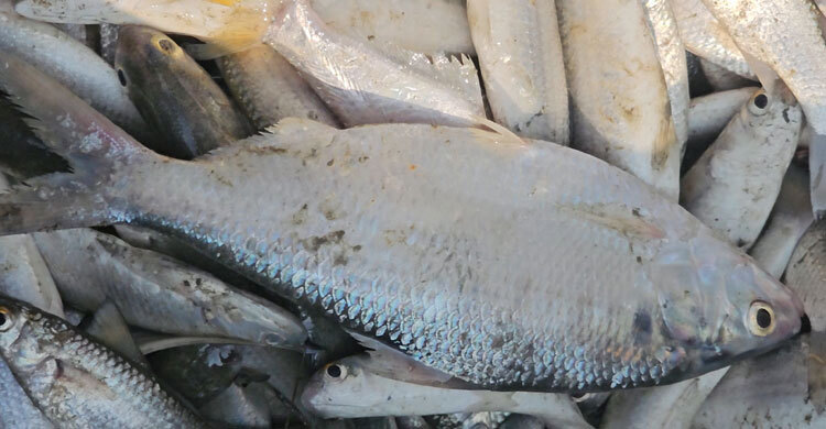 লেকে জাল ফেলতেই উঠে এলো ইলিশ