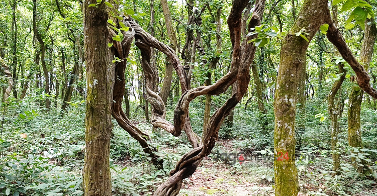 দিনাজপুরের শালবনে গিলা লতায় আটকে যায় দর্শনার্থীর চোখ