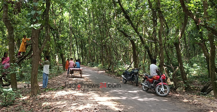 দিনাজপুরের শালবনে গিলা লতায় আটকে যায় দর্শনার্থীর চোখ