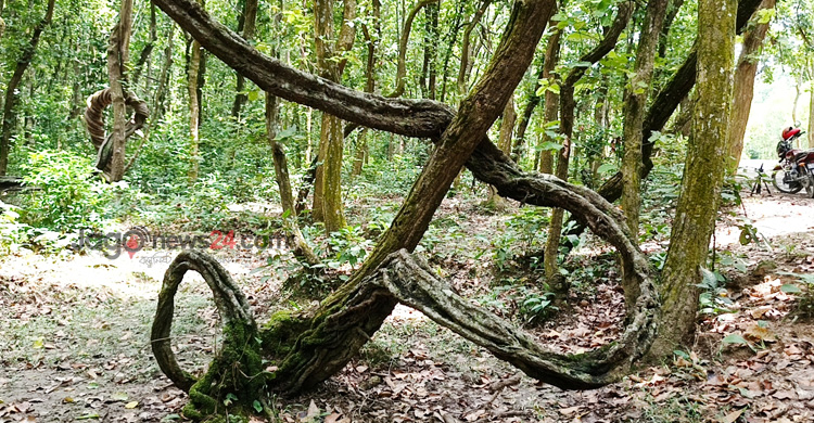 দিনাজপুরের শালবনে গিলা লতায় আটকে যায় দর্শনার্থীর চোখ