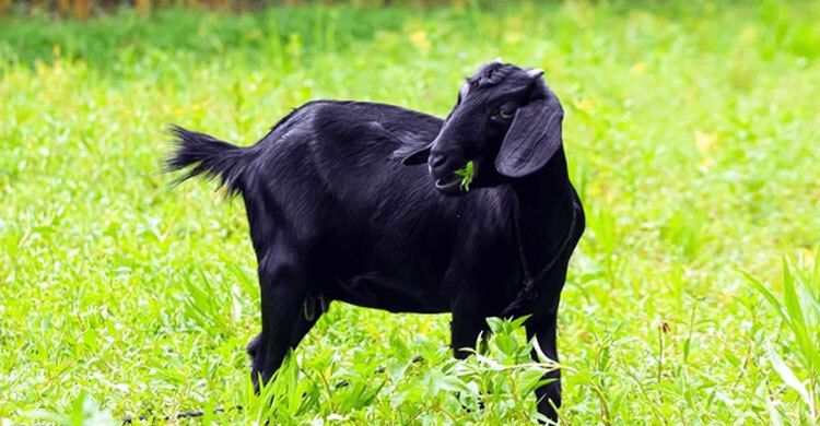 আকিকার জন্য কেনা পশু বিক্রি করা যাবে কি?