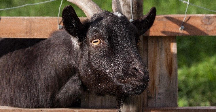 শিশুর জন্মের সপ্তম দিনে আকিকা করতে না পারলে করণীয়