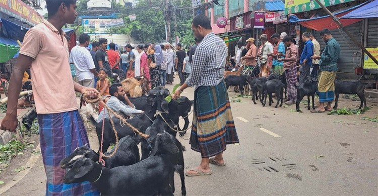 শেষ মুহূর্তে মিরপুর এলাকায় জমে উঠেছে ছাগলের বিক্রি