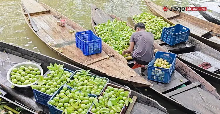 প্রতি মৌসুমে ডিঙ্গি নৌকায় ২০ কোটি টাকার পেয়ারা বিক্রি