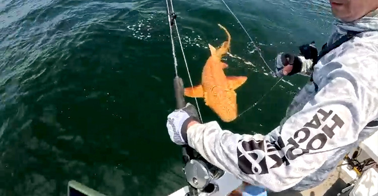 বিশ্বে প্রথমবার দেখা গেলো বিরল সোনালি হাঙর