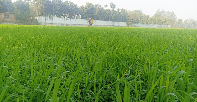 ঠাকুরগাঁওয়ে বিলুপ্তির পথে গমচাষ