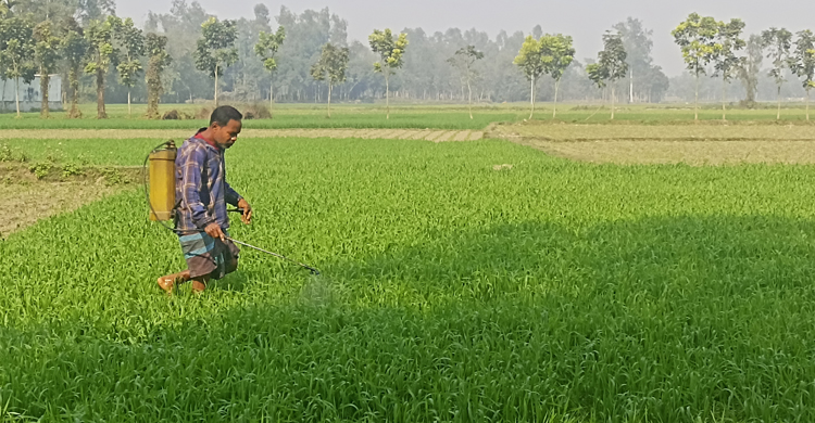 ঠাকুরগাঁওয়ে বিলুপ্তির পথে গমচাষ