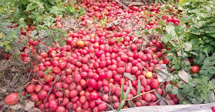 গোপালগঞ্জে হিমাগারের অভাবে নষ্ট হচ্ছে টমেটো
