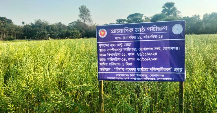 ভোজ্যতেলের আমদানি হ্রাসে আশার আলো ‘বিনাসরিষা-১১’