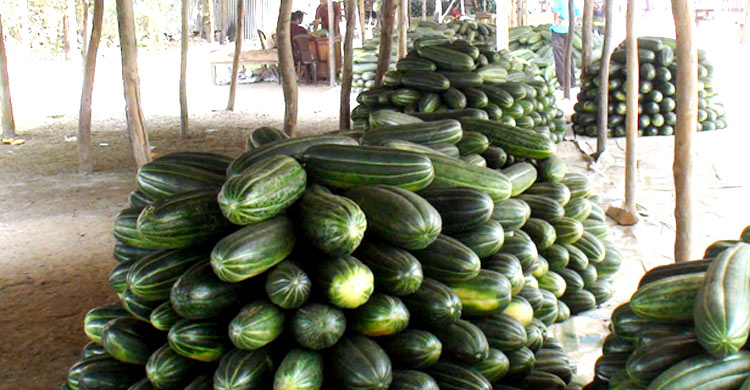 লাভের বদলে লোকসানে বাঙ্গিচাষিরা